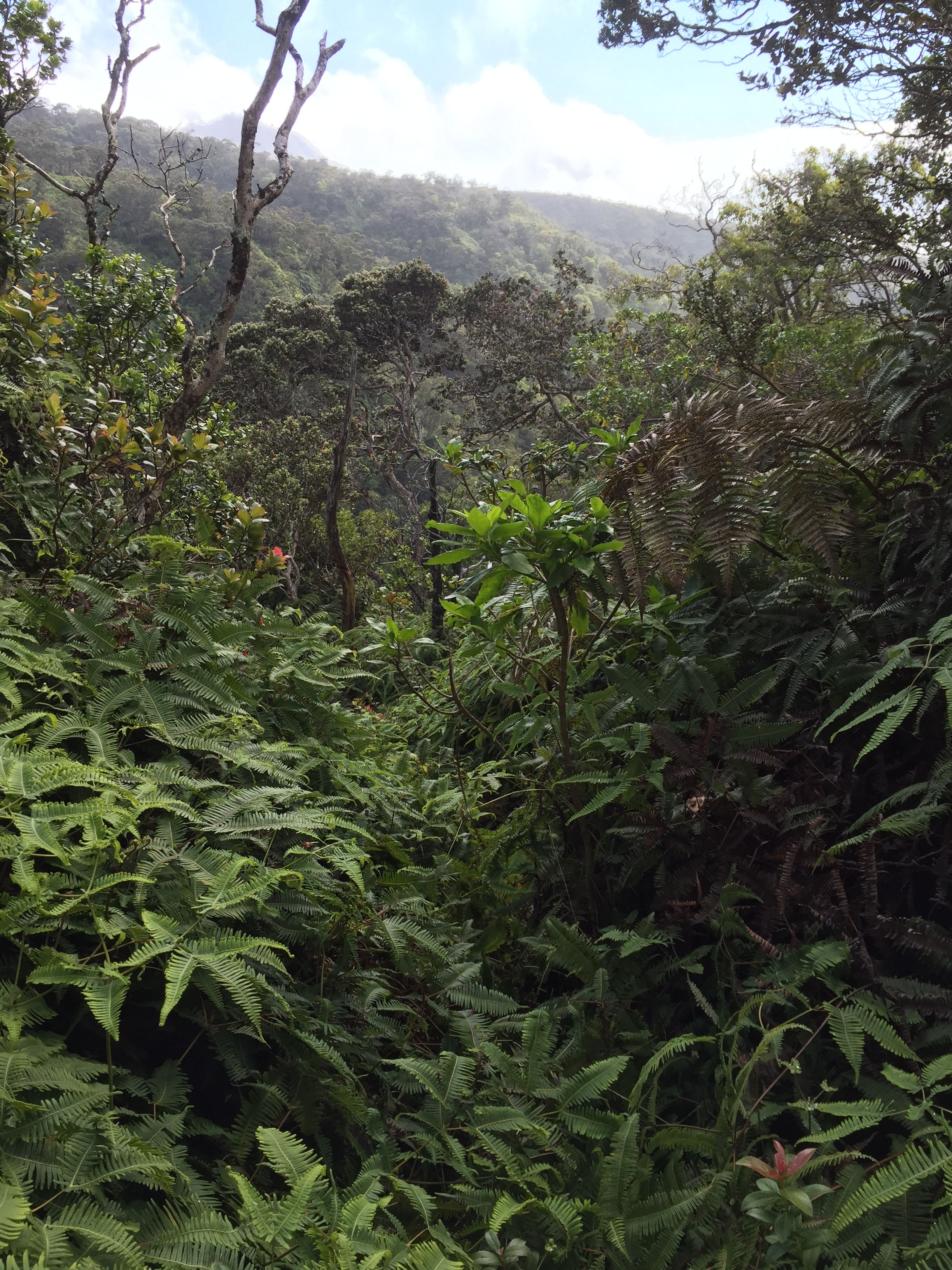 Field site Hawaii